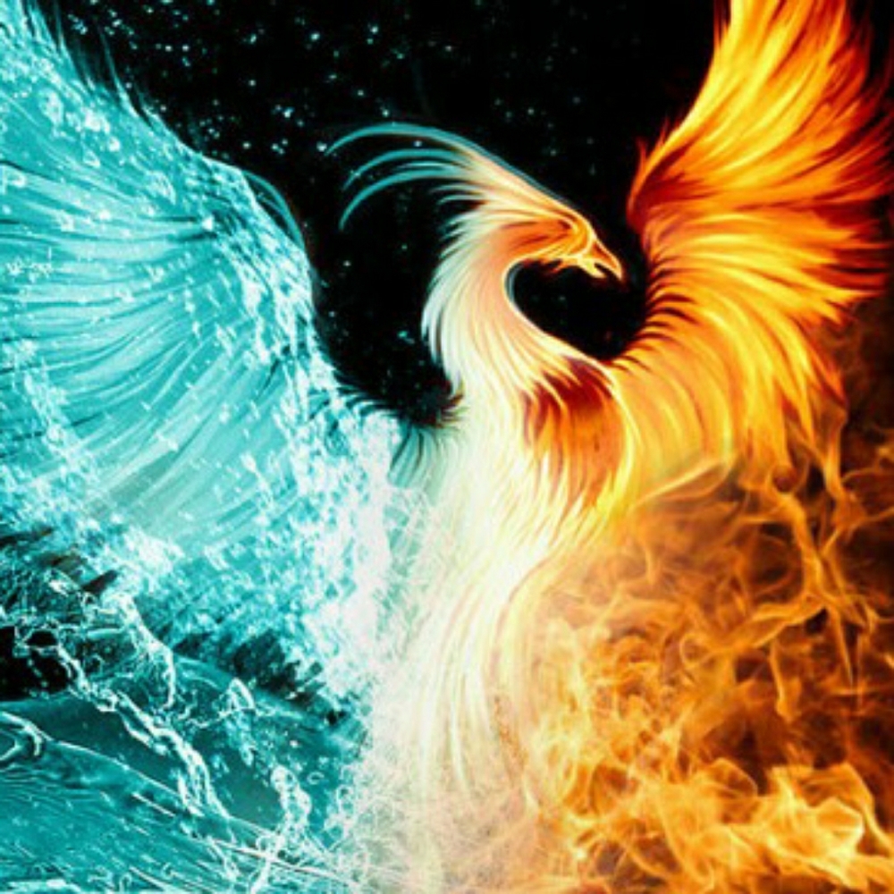 Meet your Posher, Phoenix